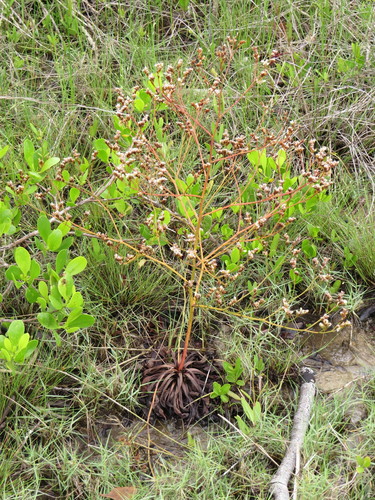 Image of Limonium australe by (c) coenobita, some rights reserved (CC BY)