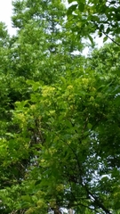 Ptelea trifoliata mollis