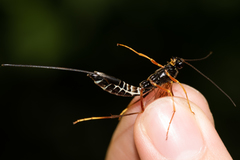 Coleocentrus excitator