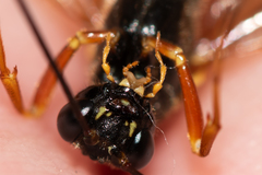 Coleocentrus excitator