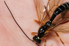 Coleocentrus excitator