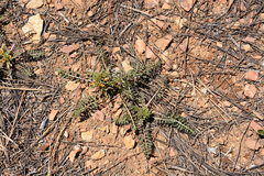 Pedicularis semibarbata