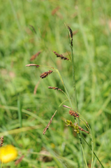 Carex flacca