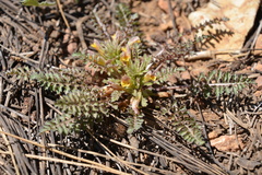 Pedicularis semibarbata
