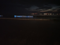 Noctiluca scintillans