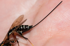 Coleocentrus excitator