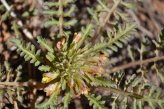 Pedicularis semibarbata