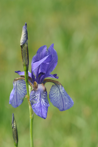 Siberian Iris