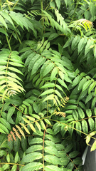 Ailanthus altissima