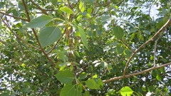 Populus × acuminata