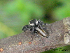 Salticidae