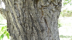 Populus × acuminata