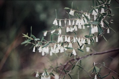 Styphelia biflora