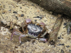 Pseudohelice subquadrata