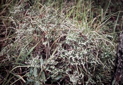 Styphelia biflora