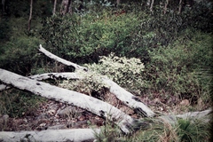 Styphelia biflora