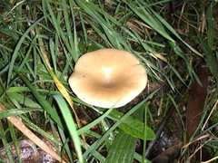 Singerocybe clitocyboides