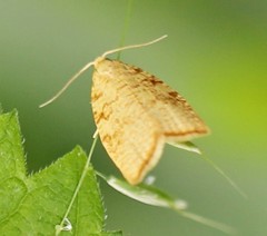 Aleimma loeflingiana