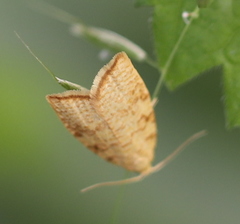 Aleimma loeflingiana