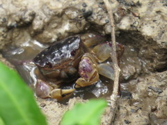 Pseudohelice subquadrata