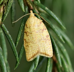 Aleimma loeflingiana