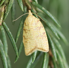 Aleimma loeflingiana