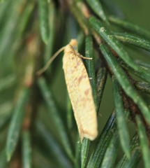 Aleimma loeflingiana