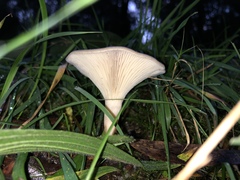 Singerocybe clitocyboides