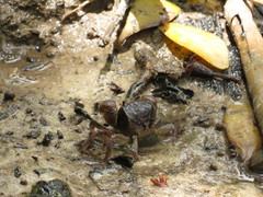 Pseudohelice subquadrata