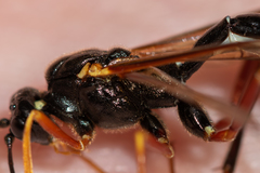 Coleocentrus excitator