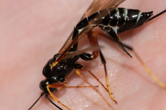 Coleocentrus excitator