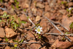Lewisia triphylla