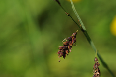 Carex flacca