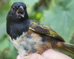 Pipilo maculatus macronyx