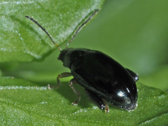 Psylliodes napi