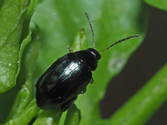 Psylliodes napi