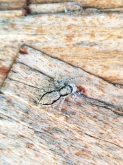 Menemerus bivittatus