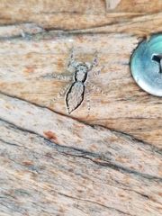 Menemerus bivittatus