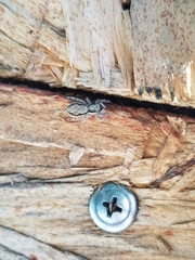 Menemerus bivittatus