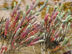 Tecticornia australasica