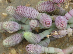 Tecticornia australasica