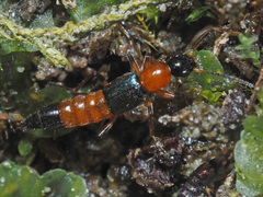 Paederus fuscipes