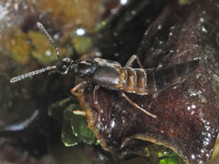Tachyusini