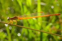 Ceriagrion calamineum