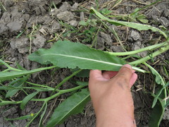 Brassica elongata