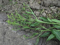 Brassica elongata