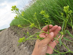 Brassica elongata