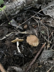 Inocybe langei