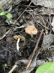 Inocybe langei