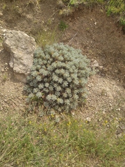 Astragalus arnacantha